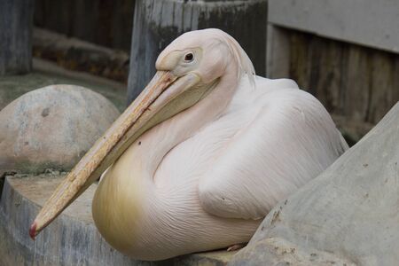 big living bird without moving, it still tight and seems like an artificial bird than real things の写真素材