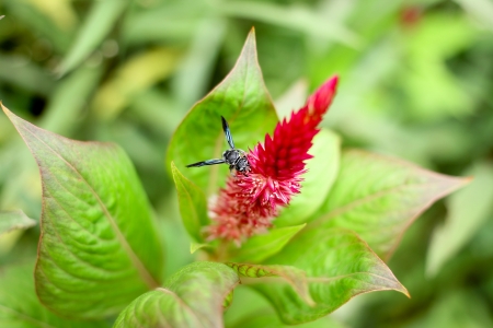 little insect search for nectar on a big red flowerの写真素材