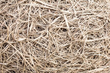 a sparrow nest which made from a group of hay and straw