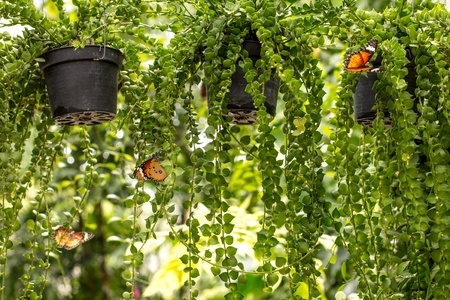 three butterflies name  leopard lacewing  flying around the orchid which planted in the garden の写真素材