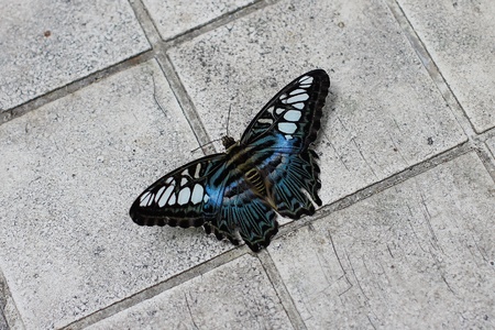 a butterfly which landing on square-shape tile and spread its wings for a while の写真素材