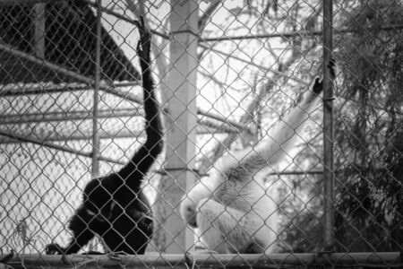 gibbon