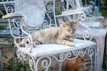 catの写真素材