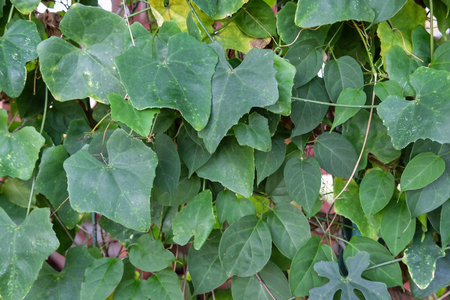 Coccinia grandisの写真素材