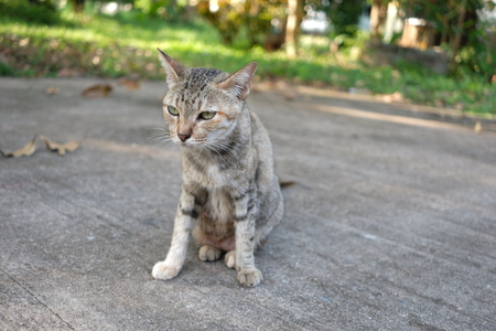 Home Cat outdoorの写真素材