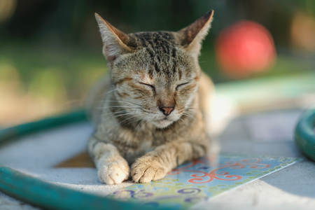 Home catsの写真素材