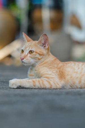 Home catsの写真素材