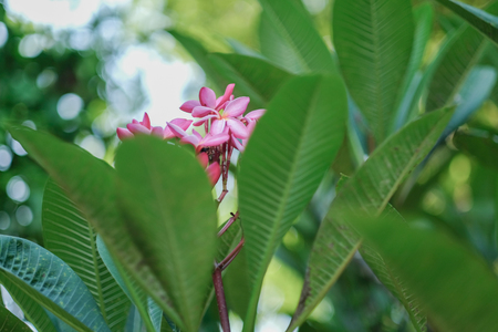 Pink plumeriaの写真素材