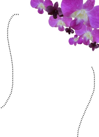 Purple Cattleya Orchid borderの写真素材