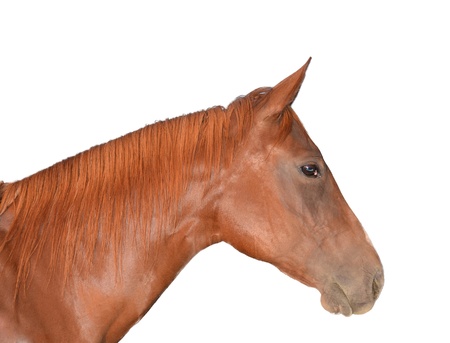 Horse Head Isolated on Whiteの写真素材