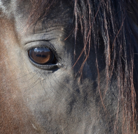Close Up of Horseの写真素材
