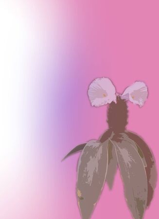 White Crepe Ginger on Soft Pink Gradient Backgroundの写真素材