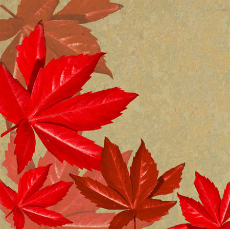 Crisp Fall Background with Orange Leavesの写真素材