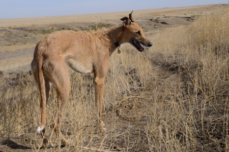Coyote Hound Out Huntingの写真素材