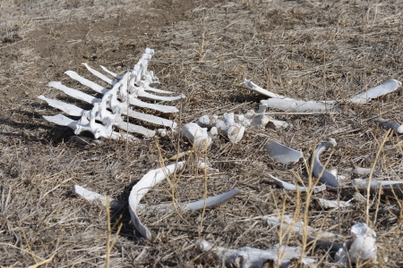 White Backbone and Assortment of Bones in the Wildの写真素材