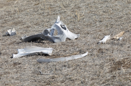 Assortment of White Bones Lying in the Sunの写真素材