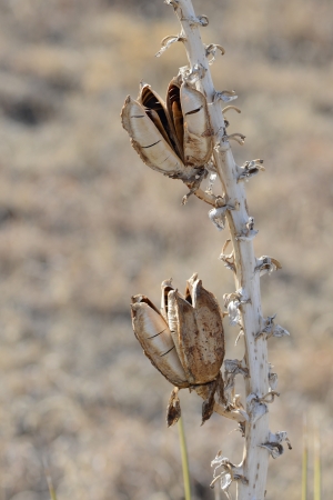 Close Up of a Blooming Yucca Plant With Seedsの写真素材