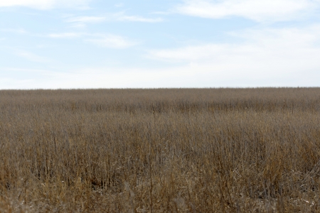 Ungrazed, Wild Prairie Grass in Winterの写真素材