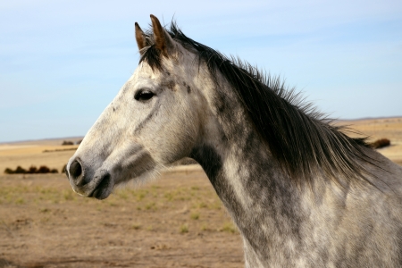 Grey Horse Head Against Sky and Prairie Backgroundの写真素材