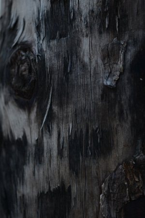 Dark Woodgrain Texture Seamless Backgroundの写真素材
