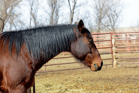 Horse Head From the Side on a Farmの写真素材