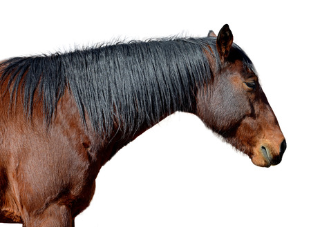 Horse Head Isolated on White backgroundの写真素材