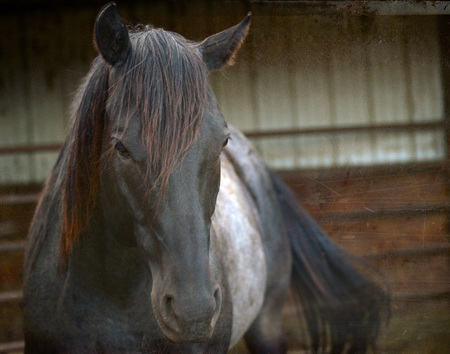 Horse Head with Stall Backgroundの写真素材