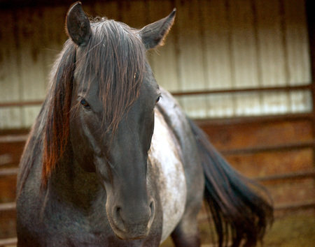 Horse Head with Stall Backgroundの写真素材