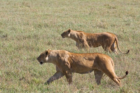 Lionesses on the prowl in Ngorongoro Crater, Tanzania.の写真素材