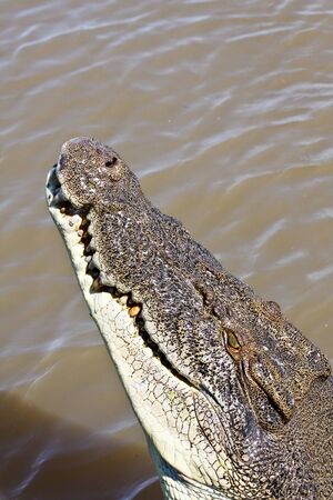 Saltwater Crocodileの写真素材
