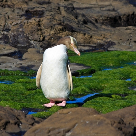 Yellow-eyed Penguinの写真素材