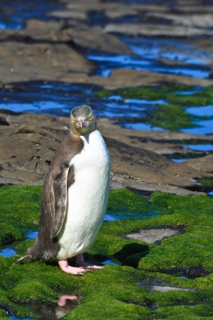 Yellow Eyed Penguinの写真素材