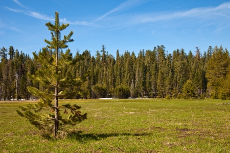 Early Spring morning at Smith Meadows in Yosemite National Park, California.の写真素材