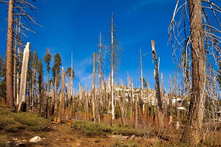 Forest trail to Smith Peak in Yosemite National Park, California.の写真素材