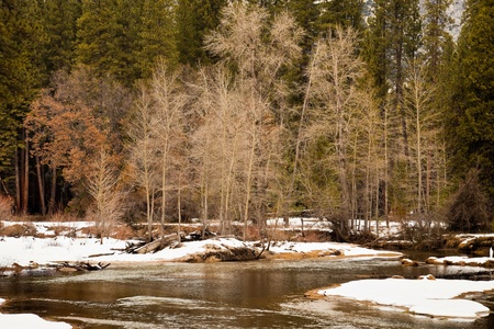 Grove of decidious trees in winter at the Merced River in Yosemite National Park, California.の写真素材