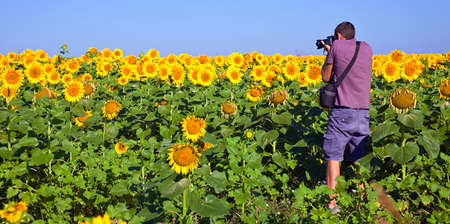 Young male photographing sunflower on an early morning in Bulgaria.の写真素材