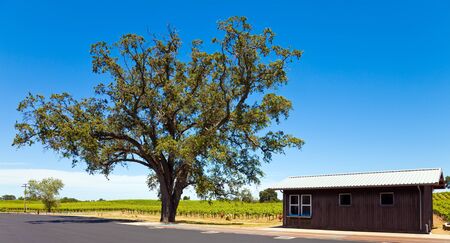 Black oak tree and wooden shack near a vineyard in California.の写真素材
