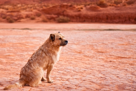 Stray dog in Monument Valley Tribal Park, Arizona.の写真素材