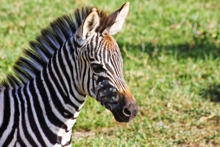 Zebra foal in Ngorongoro Conservation Area, Tanzania.の写真素材