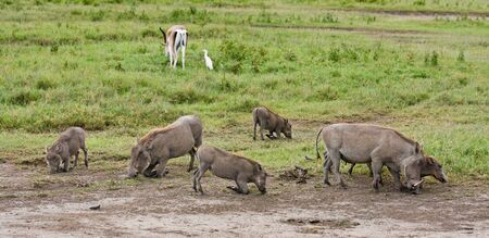 Warthogs grazing in Ngorongoro Conservation Area, Tanzania.の写真素材