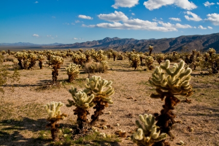 Jumping Cholla Cactus Field in Joshua Tree National Park, California.の写真素材