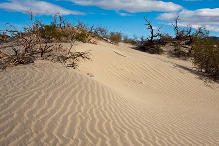 Mesquite sand dunes in Death Valley National Park, California.の写真素材