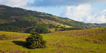 Lone tree panorama at Point Reyes National Seashore, California の写真素材