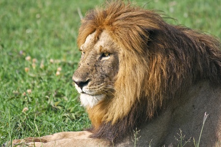 Male lion resting in Singita Grumeti Reserves, Tanzania.の写真素材