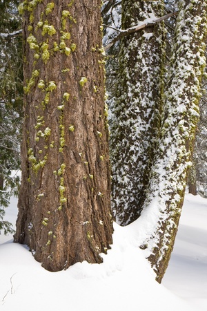 Snow covered trees in Sequoia National Park, California.の写真素材