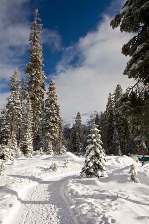 Snow covered path at Wuksachi Lodge in Sequoia National Park, California.の写真素材