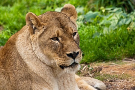 Lioness resting in the Zoo.の写真素材