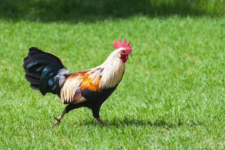 Feral rooster on the island of Kauai, Hawaii.の写真素材