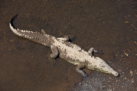 American crocodile basking in the sun in Rio Tarcoles, Costa Rica.の写真素材