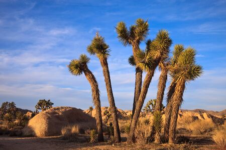 A cluster of young joshua trees in Joshua Tree National Monument, California.の写真素材